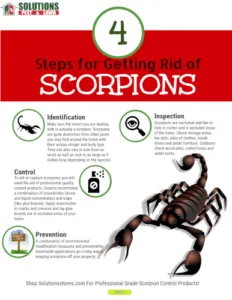 Scorpione italiano nero sul pavimento di una casa come esempio di infestazione da scorpioni