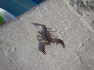 Scorpione italiano velenoso con colorazione nera e maroni, tipico dellambiente mediterraneo, in posizione di difesa