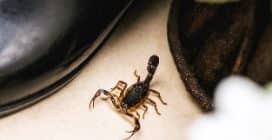 Scorpione italiano nero evidenziato su un terreno roccioso, riferimento al metodo naturale per allontanare gli scorpioni