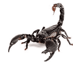 Scorpione in ambienti lavorativi, Fattori che possono favorire uninfestazione di scorpioni,