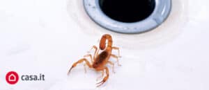 Scorpioni trovati nel centro di Roma come esempio di possibili infestazioni