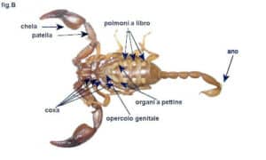 Scorpioni di campagna in un ambiente naturale, pronti a fuggire in caso di pericolo