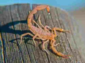 Scorpioni in casa immagine di un scorpione comune, evidenziando il bisogno di condurre interventi immediati contro linfestazione