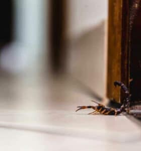 Scorpioni neri che strisciano su un pavimento di casa, rappresentando i problemi di salute associati alla presenza di scorpioni in ambiente domestico