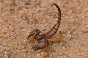 Scorpioni trovati in diverse regioni dItalia, sottolineando limportanza e il costo del servizio di disinfestazione professionale