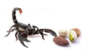Scorpioni comuni in Italia su un sfondo di una mappa geografica