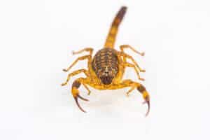 Piccoli scorpioni mostrati in dettaglio, evidenziando varie specie comuni allinterno di un contesto di infestazione da scorpioni