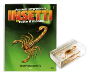 Scorpioni trovati in unabitazione in Toscana, Italia, indicando limportanza della manutenzione domestica per prevenirne linfiltrazione