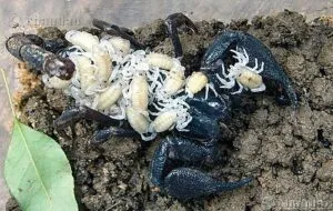 Scorpioni velenosi neri sulla sabbia, rappresentazione del rischio di avere scorpioni in casa