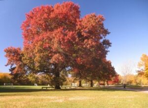 Una scena magica di un autunno tardo una persona seduta su una panchina di legno sotto una grande quercia rossa e un acero che si staglia contro il cielo I mobili del parco sono illuminati dal sole al tramonto, offrendo una vista splendida
