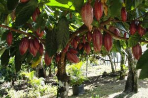 SelvaticaQuesta immagine cattura unalbero di cacao selvatico che cresce allaperto nella foresta pluviale Le sue foglie dolci e la sua vegetazione fresca sono unimmagine perfetta della pianta selvatica