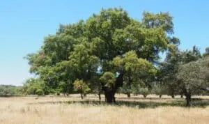 Questa foto mostra una quercia inglese Evergreen, un albero dal tronco possente che si erge in un bosco di tigli sempreverdi La vegetazione circostante crea un bellissimo boschetto allaperto, uno scenario naturale di tranquillità