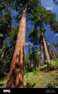 Un pino giallo dal tronco possente si erge fiero tra la vegetazione lussureggiante del bosco Unimmagine che simboleggia la forza e la bellezza della natura, la sua importanza per lambiente e la terra, ed il piacere di trascorrere del tempo allaperto Unimmagine che ricorda che solo con la conservazione delle nostre foreste di sequoie, e dei nostri boschi di legno, possiamo preservare lambiente