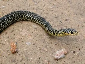Un serpente africano temuto dai beduini, oggetto di leggi e normative sulla disinfestazione e lallontanamento dei rettili