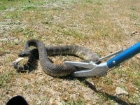 Immagine di una trappola fai da te per catturare serpenti di campagna