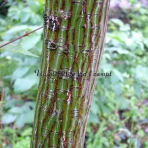 Unimmagine che rappresenta una scala serpentina che permette di salire in cima ad un grande albero, circondato da una ricca vegetazione boschiva Unopportunità di scoprire non solo la bellezza della natura, ma anche di godere di una visione unica dellambiente esterno e della sua terra Unesperienza che ci ricorda quanto sia importante tutelare la nostra casa la natura per preservare il nostro futuro