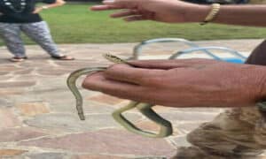 Foto di una vipera e un serpente frustone, entrambi comuni in Italia, in particolare nella città di Roma