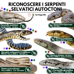 Due serpenti non velenosi, uno dei quali con la testa rivolta verso laltro, in un prato erboso con una staccionata di legno nel background