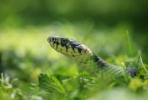 Un serpente rettile, come una vipera o una biscia, che striscia tra lerba di un giardino, come indicatore di come allontanare i serpenti dal giardino