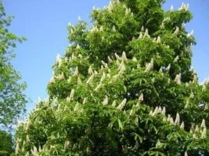 Questa fotografia mostra un albero Ippocastano Indiano in una foresta verde, con una ricca vegetazione che comprende erba, tigli, fiori e foglie che scendono fino a terra Una magnifica vista che ricorda quanto sia vitale la foresta per la vita sulla Terra