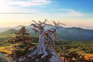 Una vista mozzafiato su un albero di pino loricato, SkyLegno, che si erge fiero nella natura selvaggia Un paesaggio aperto, con una montagna che culmina in un cielo azzurro