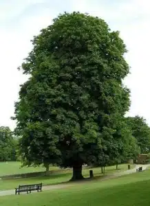 Questa immagine mostra un albero ippocastano indiano, simbolo di sostegno medico, cura, analisi, rimedio e supporto La sua presenza fornisce un rassicurante segno di speranza e di fiducia per tutti coloro che cercano un sollievo ai propri problemi di salute
