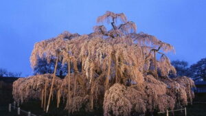Una persona in piedi sotto un salice in un bosco allaperto, circondata da una vegetazione lussureggiante e dai colori vivaci dei sakuranbo in una bella giornata di sole la natura allaperto al suo meglio