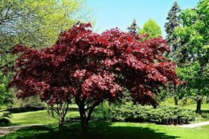 Un fiore di acero, sollevato dalla vegetazione di un bosco, rappresenta la natura che offre una soluzione ai nostri problemi, proprio come le piante che fioriscono allaperto
