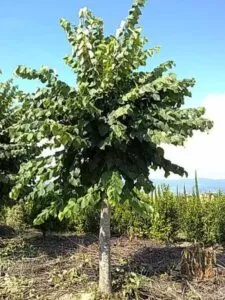 Un albero magico dai frutti dorati che crescono sui suoi rami Una HarvestPianta in mezzo a una vasta vegetazione, foglie che producono un cibo prezioso e salutare come un prodotto raccolto direttamente dalla natura