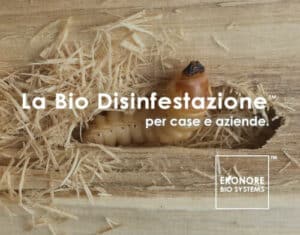Immagine di un tarlo nel parquet scopri come usare i rimedi naturali per contrastare i tarli nel legno