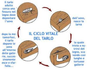 Come eliminare le tarme scopri il ciclo vitale delle tarme dalle uova alle larve agli adulti