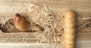 Una foto di una tarma della lana, un parassita che può infestare capi di lana e altri materiali di origine naturale, come suggerito da prodotti naturali per la disinfestazione delle tarme