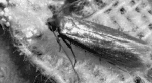 Immagine di una tarme delle pellicce, rappresentante la minaccia che possono rappresentare per i prodotti naturali per la disinfestazione