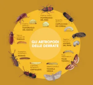 Immagine di larve di tarme, simbolo della pericolosità delle tarme per la salute umana