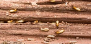 Come trattare il legno contro le termiti conoscere i metodi di eliminazione più efficaci