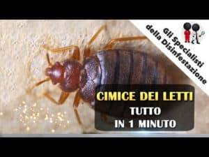 Immagine di una casa con segni di danno da termiti del legno scopri come sapere quando è necessario allontanarsi durante la disinfestazione delle termiti