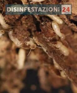 Termiti che attaccano il legno come prevenire la disinfestazione