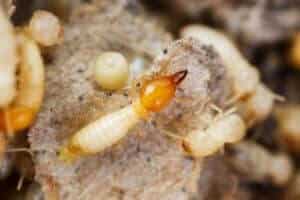 Immagine di termiti o formiche alate Una collezione di termiti o formiche alate, comunemente viste in Italia, che aiutano a identificare le diverse specie presenti nel paese