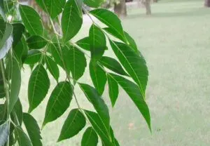 Questa immagine mostra un albero medicinale, conosciuto come EarthFoglia, la cui crescita è in armonia con la natura La sua foglia è una miscela di erbe, piante e vegetazione, che nutre la terra Una bella rappresentazione di come la natura e luomo possano convivere in armonia