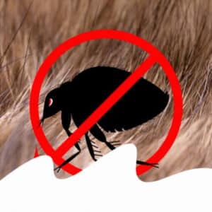 Varietà di acari, compresi zecche e pulci, in unimmagine illustrativa per un articolo sugli insetti simili agli acari