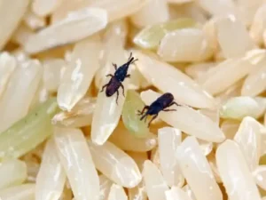 Varie specie di moscerini illustrati e identificati per aiutare i lettori a prevenire linvasione di moscerini