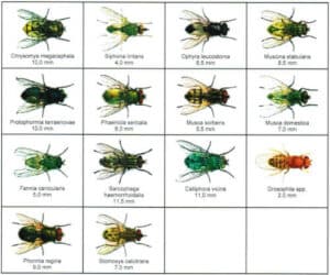 Diversi tipi comuni di moscerini, tra cui moscerini dei fiori, del vino e della frutta, tipicamente trovati in bagno
