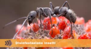 Vari tipi di moscerini illustrati, usati come riferimento nellarticolo sulla disinfestazione professionale dei moscerini