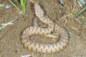 Trappole per serpenti fai da te impara come realizzare trappole segrete per serpenti in Italia e nella città di Roma per ridurre il numero di vipere e serpenti nelle tue vicinanze