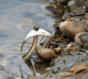 Immagine di trappole per serpenti usate per la disinfestazione sicura dei serpenti, in particolare le vipere