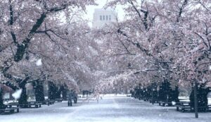 Una persona cammina in un parco invernale, circondata da una neve che si tinge di colori rosati, grazie alla presenza dei fiore di ciliegio La natura, abbracciata dal sole, rende unica questa passeggiata allaria aperta nella città