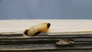 Immagine di una trave di legno in cui viene mostrato il trattamento antitarlo con vernice Una soluzione efficace per prevenire i danni causati dal tarlo comune