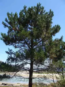 Unimmagine di una Pinus Maritima, simbolo di cura e trattamento medico lanalisi e il rimedio per la tua salute