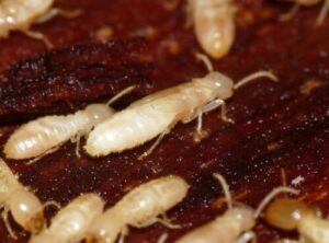 Immagine di un tecnico termite che esegue un trattamento termiti Tecnico esperto che esegue un trattamento termiti per prevenire linfestazione di termiti in casa