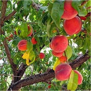 TreeCibo la pera, un frutto delizioso prodotto dallalbero, che produce anche fiori di una rosa scintillante Assapora la frutta fresca e gustosa!